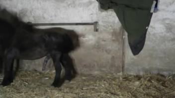Whore in butt-exposing leather pants has sex with a perverted horse