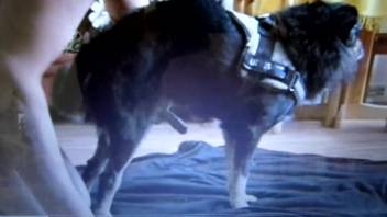 Stunning canine receives an excellent manual pleasure from a twisted animal enthusiast