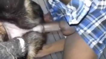 Dude fucking a dog's pussy savagely in a close-up vid