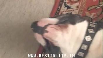 A blonde bombshell and her buddy tag-team a hound's thick shaft