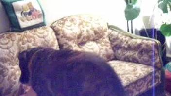 Rear-entry pounding for an obedient bestiality-loving slut
