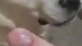 Dog gets dick-slapped and throat-fucked in POV