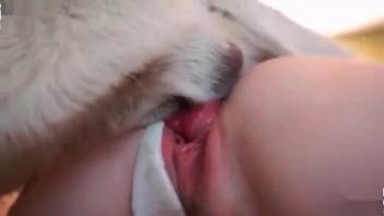 Fair-haired lady in white attire is screwed by a dominant tiny canine
