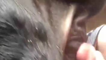 Guy gets rough with his preferred canine cunt