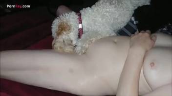 Collection of pussy-eating videos featuring aroused canines