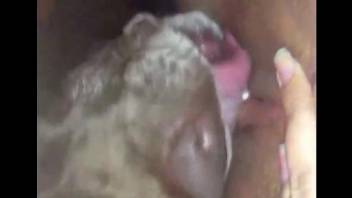 Compilation of cunnilingus videos with horny dogs