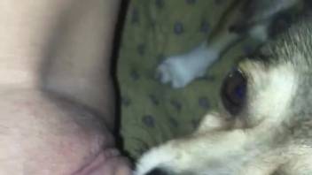 Enthusiastic canine devouring the proprietor's vagina wildly on webcam