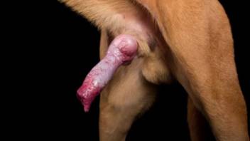 Instructional animal sex film featuring charts and crap