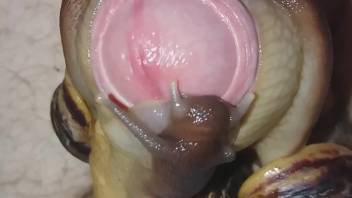Guy is thrilled to have snails crawling on his uncircumcised dick