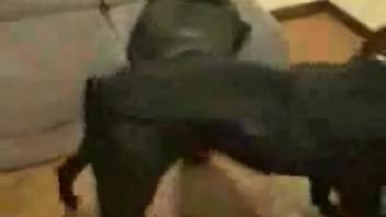 Obedient beginner treated like a sex sleeve by a canine