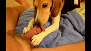 Playful doggo sucking on a guy's beautiful hairy cock