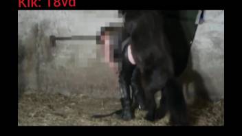 Sexy babe in leather trousers pounded roughly by a freaky pony