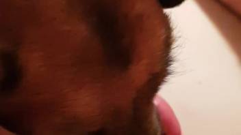 Guy with a pulsating dick receives a blowjob from a female dog
