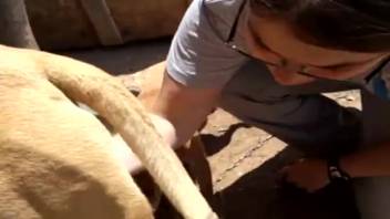 Geeky girl adores a canine's crimson dick in a steamy clip