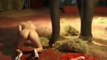Serious animal porn zoophilia with a blonde and an Elephant