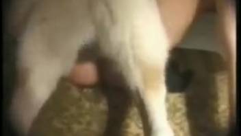 Vintage animal intercourse film featuring detailed missionary position close-ups