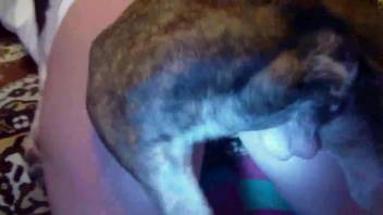 Brunette with short hair experiences bestiality for the first time