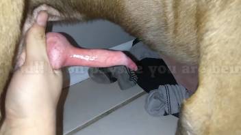 Guy cheerfully masturbating a canine's tasty dick on webcam