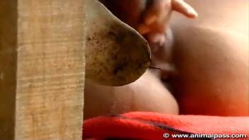 Collection of top beast sex videos featuring Latin American females