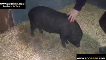 Hot chick in torn trousers being screwed by a little hog
