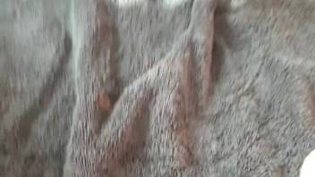 Guy strokes a canine's cock and savors the frottage