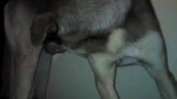 Horny canine's crimson dick is masturbated on video