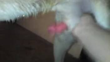 Guy masturbates a beast's stiff dick in a complimentary adult clip