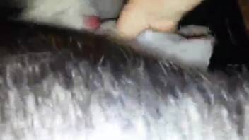 Guy stroking a canine's penis in a steamy adult film scene