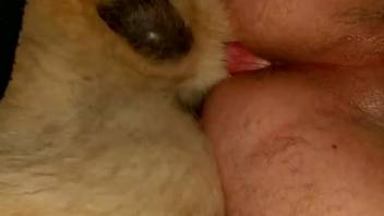 Collection of the most extreme homosexual anal encounters with animals