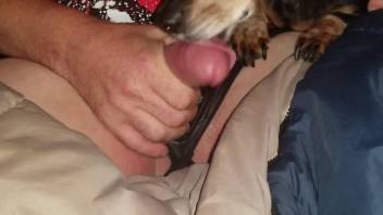 Slutty sissy gets his dick licked by a kinky dog