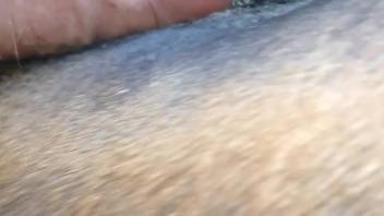 Guy screws a snug female horse's rear in a steamy clip