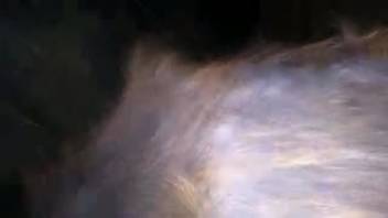 Guy banging an obedient beast right in the dead of night