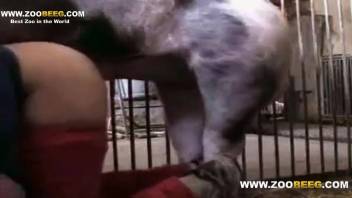 Thick-assed animal fucker being screwed by a perverted swine