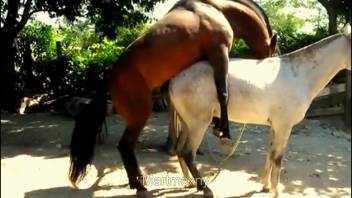 Pair of horses relish a frenzied outdoor banging encounter