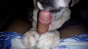 Naughty pup tonguing that guy's dick in a point-of-view clip