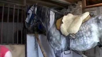 Mother and daughter intense bestiality adult video clips featuring a horse