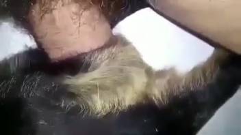 Guy with a stiff cock screwing a female dog's snug vagina