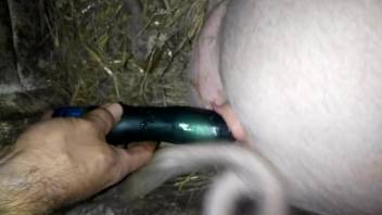 Guy bangs a sow's vagina with his bent gadget