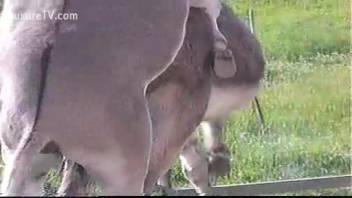 Collection of the steamiest animal peeping adult videos in high quality