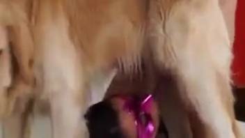 Alluring naked lady intensely penetrated by her loyal beast