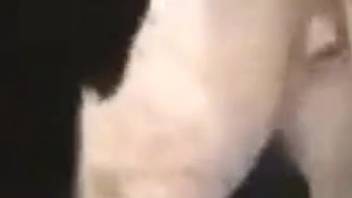 Narrow human pussy being expanded by a massive horse dick