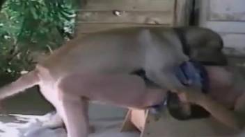 Intimate banging sequence featuring a female bestiality lover and her alluring animal