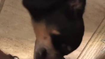 Dick-craving bitch deepthroating a guy's shaft in point-of-view