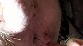 Man finger fucks furry animal's ass and vag during kinky XXX
