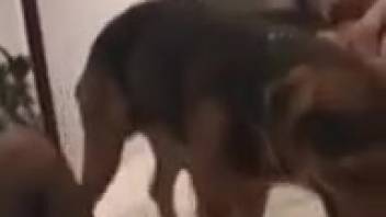 Sexy babe in fishnet stockings gets tongued and screwed by a canine