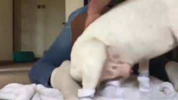 Black lady penetrated in her vagina by her small dog