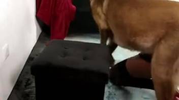 Blonde vixen in a mask screwing a lustful canine