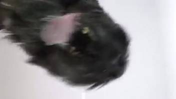 Disguised bestiality lover babe enjoys screwing her hot animal companion