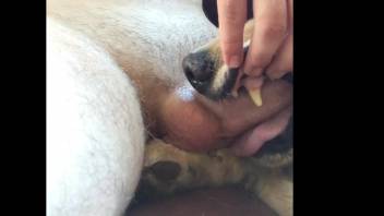Guy's erect dick pounding that canine's hot gullet