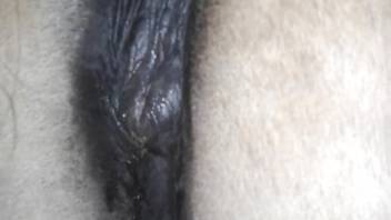 New semen leaking from this female horse's wide vagina